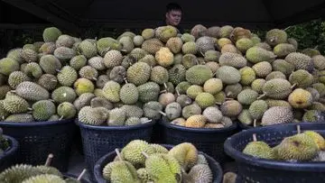 Pencurian 1,6 Ton Durian Berujung Penangkapan Pria Vietnam