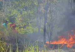 Asosiasi Pengusaha Hutan Sambut Baik Instruksi Presiden Larang Karhutla
