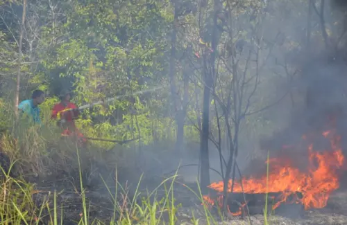 Asosiasi Pengusaha Hutan Sambut Baik Instruksi Presiden Larang Karhutla