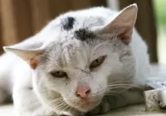 Studi Ungkap Usia Harapan Hidup Kucing Domestik di Indonesia Sangat Rendah