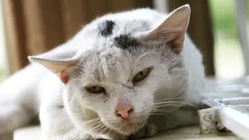 Studi Ungkap Usia Harapan Hidup Kucing Domestik di Indonesia Sangat Rendah