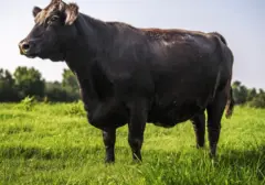 Sapi Australia Pecahkan Rekor Lelang, Laku Rp 7,4 Miliar