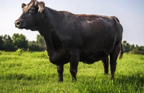 Sapi Australia Pecahkan Rekor Lelang, Laku Rp 7,4 Miliar