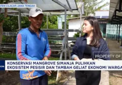 Mangrove Simanja, Harapan Baru Ekosistem Pesisir Cilacap