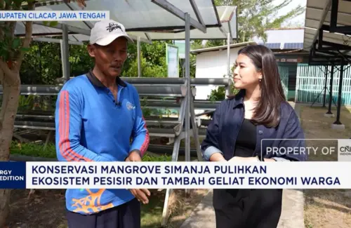 Mangrove Simanja, Harapan Baru Ekosistem Pesisir Cilacap