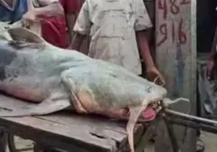 Ikan Misterius Muncul di India Pasca Banjir Nepal, Warga Diimbau Waspada
