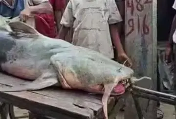 Ikan Misterius Muncul di India Pasca Banjir Nepal, Warga Diimbau Waspada