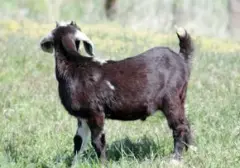 Ratusan Warga AS Terancam Rabies Akibat Kontak dengan Kambing di Kebun Binatang Keliling