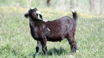 Ratusan Warga AS Terancam Rabies Akibat Kontak dengan Kambing di Kebun Binatang Keliling