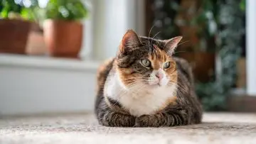 Tiga Penyakit Umum yang Mengintai Kucing di Indonesia