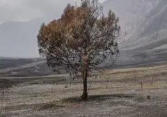 Sembilan Taman Nasional Ditutup Sementara Akibat Ancaman Kebakaran Hutan dan Lahan