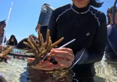 Revitalisasi Terumbu Karang Pulau Messah: Harapan Baru untuk Laut dan Ekonomi NTT