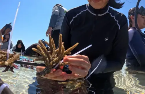 Revitalisasi Terumbu Karang Pulau Messah: Harapan Baru untuk Laut dan Ekonomi NTT