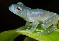 Keajaiban Dunia Hewan: Deretan Katak Unik yang Mengundang Kekaguman