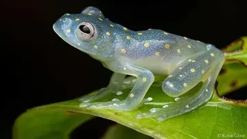 Keajaiban Dunia Hewan: Deretan Katak Unik yang Mengundang Kekaguman