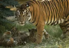 Tiga Bayi Harimau Sumatera Menggemaskan Lahir di Kebun Binatang Yunani