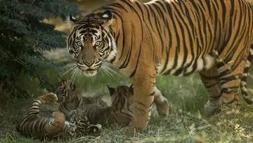 Tiga Bayi Harimau Sumatera Menggemaskan Lahir di Kebun Binatang Yunani