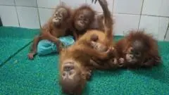 Penemuan Bayi Orangutan di Hutan India Picu Investigasi Perdagangan Satwa Liar