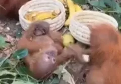 Lima Bayi Orang Utan Diduga Korban Perdagangan Ilegal Ditemukan di Odisha, India