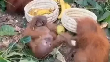 Lima Bayi Orang Utan Diduga Korban Perdagangan Ilegal Ditemukan di Odisha, India