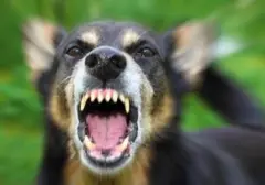 Mengenali Tanda-tanda Rabies pada Anjing: Kewaspadaan Dini untuk Pencegahan