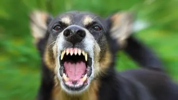 Mengenali Tanda-tanda Rabies pada Anjing: Kewaspadaan Dini untuk Pencegahan