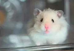Panduan Lengkap: Mengenal Ragam Jenis Hamster dan Mana yang Cocok untuk Dipelihara