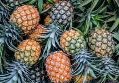Buah-buahan Pilihan Ampuh Reduksi Asam Urat