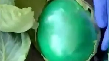 Ratusan Kilogram Sabu Diselundupkan dalam Kubis di Texas