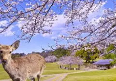 Nara Park Jepang Jadi Perhatian Setelah Insiden Turis Beri Plastik ke Rusa